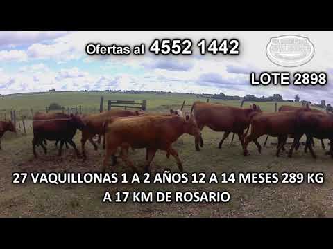 Lote 27 Vaquillonas 1 a 2 años 8 LI c/ HE- 10 RA c/ HE- 2 NO c/ HE- 2 NO c/ AA- 2 RA- 2 LI- 1 LI c/ AA 289 Kgkg -  en Pichinango- A 17 Km de Rosario