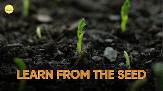 Two qualities a Bhikkhu should learn from the seed | The Milinda Pãnha