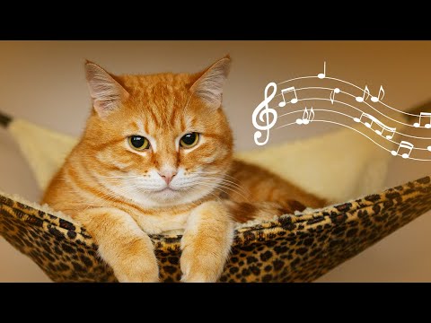 528 Hz Soothing Music for Cats to Relieve Stress 🎵 Anti-Anxiety Music for Cats