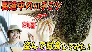 製造中のニホンミツバチのハチミツを盗んで試食してみた！