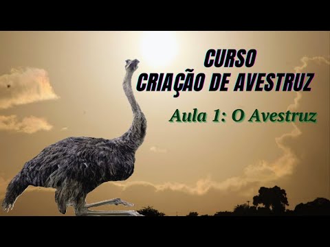 , title : 'Curso Criação de Avestruz - Aula 1: O Avestruz'