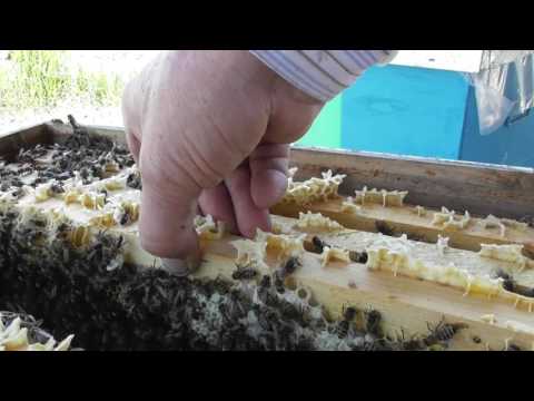 2/2 We catch varroa EARLY so that when the drones are slaughtered, the bee is well dewormed May 1...