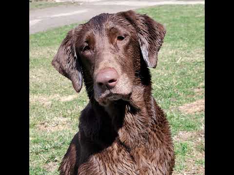 Goodbye Scarlett Belle....I Love You!