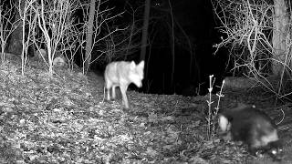 Do Coyote EAT Skunk? Trail Cam HIGHLIGHTS 4.9.26