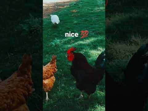 roaster crowing in the morning