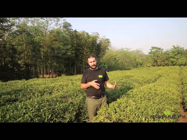 Цзянсу. Исин. Плантации исинского красного чая