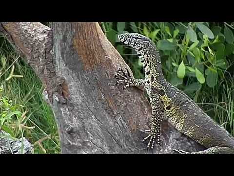 Djuma: Water Monitor Lizard - 15:41 - 03/12/19