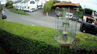 Woodbury Bird Feeder