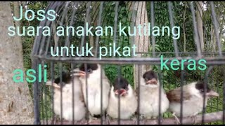 Download lagu Suara anakan kutilang joss untuk pikat mp3 Download lagu Suara anakan kutilang joss untuk pikat mp3