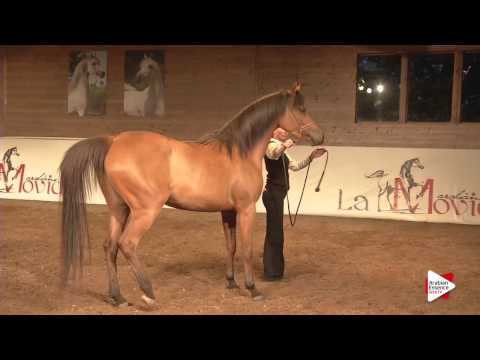 La Movida Arabians - Open House 2015