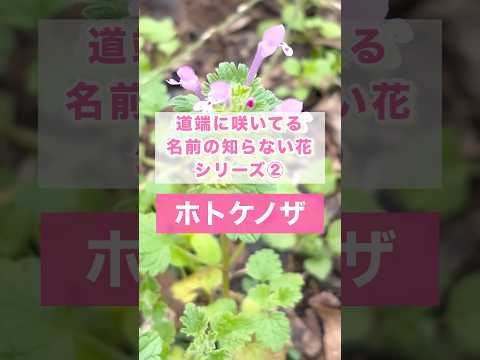 馬糞を嫌う植物は何ですか?何のために ？何に置き換えますか?  庭園