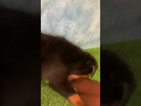 Phase 2 temperament test w/Hannibal Von Haus Mizan @ Mizan K9 Kennel, LLC in Pine Bluff, Arkansas