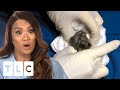 Dr. Lee Squeezes Black Gunk Out Of A Patient’s Chest I Dr. Pimple Popper: Pop Ups