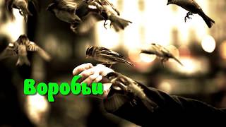 Весной под карнизом лениного дома воробьи свили гнездо