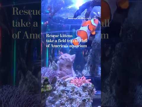 Rescue kittens take a field trip to Mall of America’s aquarium