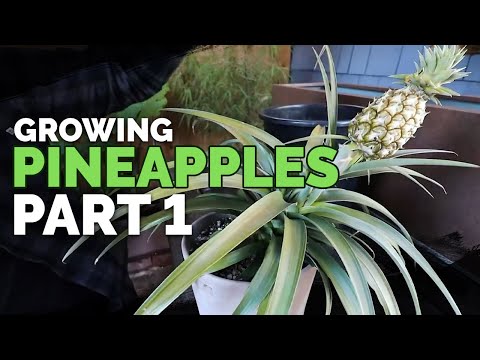 , title : 'How to Grow Pineapple Part 1: Care and Propagation