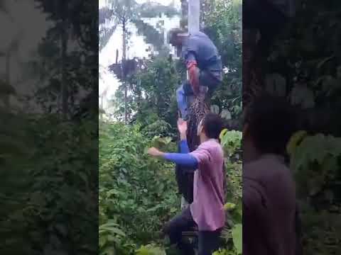 Açaí do Amazonas(E.precatoria) de Codajás, Esse Cacho deve ter dado 40kg ou próximo disso!