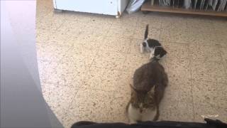 preview picture of video 'Cat playing with mothers tail in Nitzana'