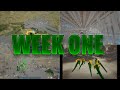 Ark MTS | First Week Of The Wipe