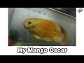 My New Mango Oscar !!!! By fish.n.ansari