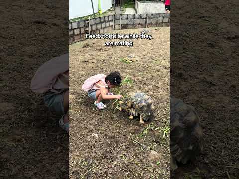 Little girl is feeding two tortoises while they're mating!