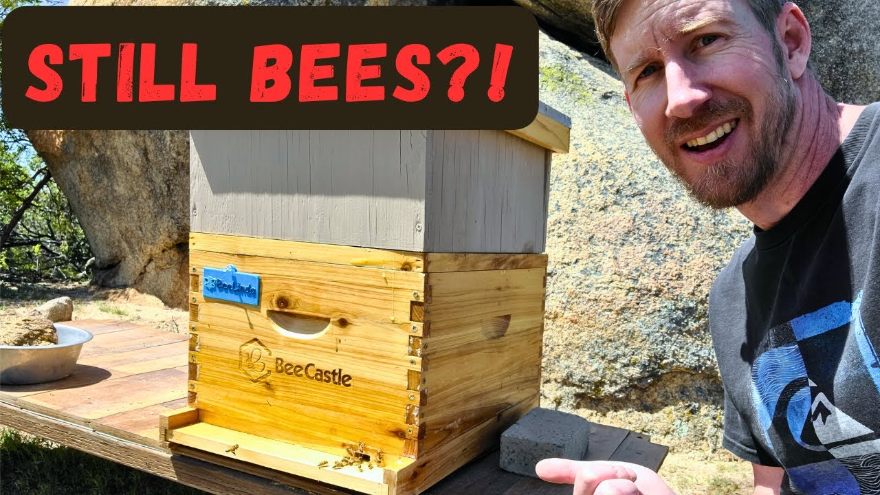 Project Bee Episode 3: Are They Still Alive? Second Hive Inspection | Becoming a Beekeeper 🐝