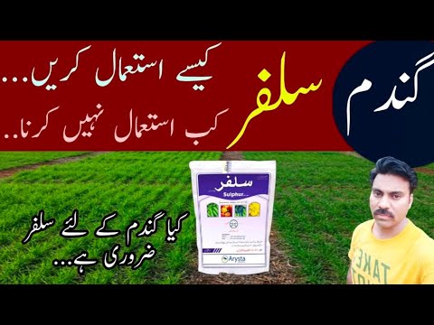 How to use Sulphur in wheat crop | Sulfur fertilizer benefits in crops | Abid Ali Agrarian
