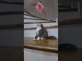 Cute Cat Cat Shorts Meow Anta Britishcat Littlecat Baby Sweet Funny Cutecat Mycat Kitten