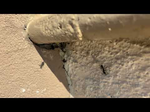 Gap in the Stoop Loaded with Carpenter Ants in Princeton Junction, NJ