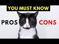 20 Surprising Pros And Cons Of Tuxedo Cats