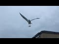 SEAGULL ATTACK