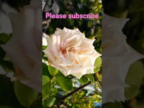 my garden ice cream rose and orchid flowers#beautiful#lovely#amazing#cute#shorts#viral shorts 🙂🤩😍🙂🙂🙂