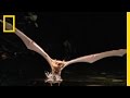 Fishing Bat Vs Catfish National Geographic
