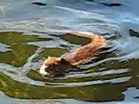 Rat like creature swimming in water