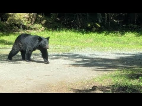 YouTube Video 【速報・映像あり】静岡・裾野市にクマ出没　近くには別荘地　
