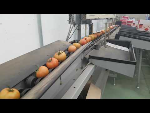 Tomato packing