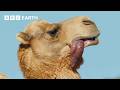 A Camel S Love Sac 4K UHD Mammals BBC Earth