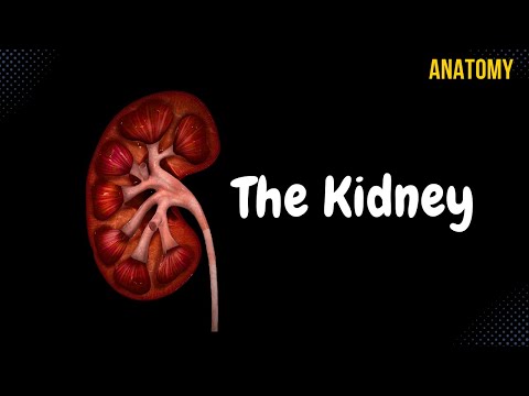 Kidneys (Functions, Structures, Coverings, Nephron)