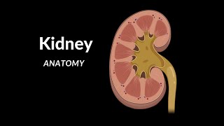 Kidneys (Functions, Structures, Coverings, Nephron) - Urinary System Anatomy