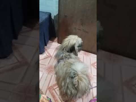 CONAN VS DIANNE.😂😂😂😂