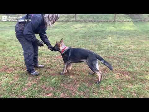 Airick Wiki Isabela - obedience