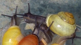 preview picture of video 'Escargots des haies - Cepaea nemoralis'