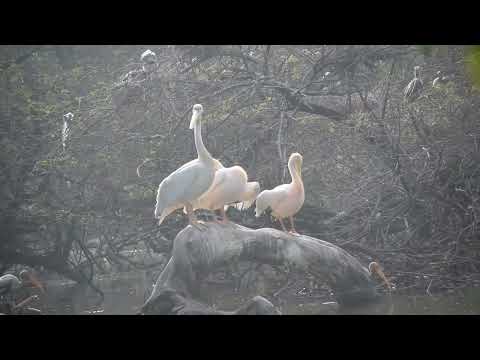 #pelican#birds#nature#relaxingmood# ||Pelican: Largest Sea bird||Pelican: Nomad||