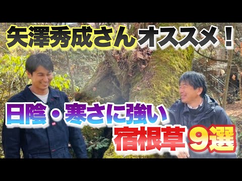 孤立したアトラス杉がそのシルエットを印象づける