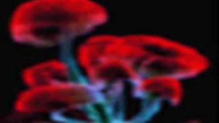 morbid angel god of our own divinity without vocals