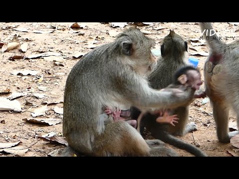 monkey Crying need Help, 😭😮OMG She Steal Baby From Angle and Run away, why she do that ?