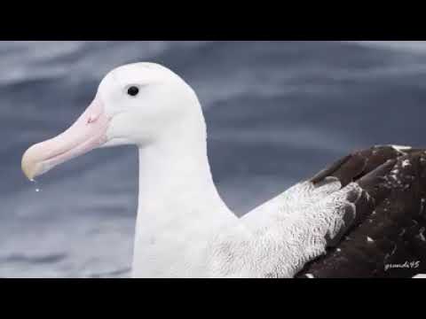 Janusz Laskowski - Beata z Albatrosa