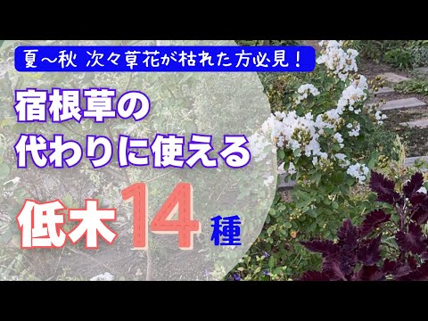 12月に庭に何を植えるか 低木の木は寒さに耐えます