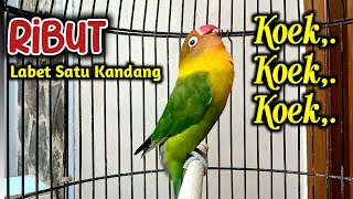 Download lagu PANCINGAN LOVEBIRD FIGHTER NGEKEK PANJANG, SUARANYA KOEK KOEK BIKIN RIBUT LOVEBIRD SATU KANDANG mp3