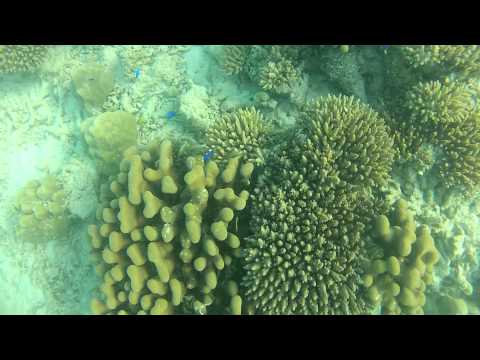 Snorkkelointia (Seychelles)